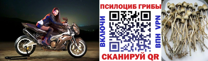 Галлюциногенные грибы прущие грибы  Купить  Хилок 